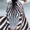 Front view portrait natural zebra