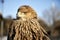 front view portrait Steppe Eagle Aquila nipalensis