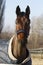 Front view portrait of a young bay colored stallion wintertime