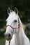 Front view portrait of young lipizzaner foal