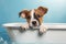 Front view of puppy in bathtub, Generative AI