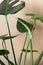 Front view of real Monstera Delicacy. Close-up of green fresh new leaves on beige background, copy space. Home plant care concept