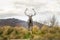 Front view of realistic statue of deer with large antlers in field of tall grass with mountain in background.