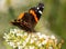 Front view of a Red Admiral butterfly feeding on white flowers