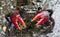 FRONT VIEW OF RED CLAWED CRAB ON A BLURRED BACKGROUND