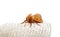 Front view of red fuzzy moth isolated on white