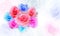 Front view roses flower color on blur roses on white background, nature, banner, template, copy space