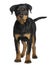 Front view of Rottweiler puppy, standing