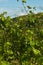 Front view of a rows of ready to harvested, Dolcetto grapes, Piedmont region of Italy