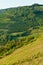 Front view of rows of ready to harvested, Moscato grapes, Piedmont region of Italy