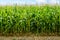 Front view of rows of ripening corn in a field under a pale blue sky