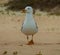 Front view of seagull bird on sunny Spanish beach of Fuerteventura