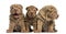 Front view of Shar Pei puppies sitting in a row,