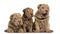 Front view of Shar Pei puppies sitting in a row,