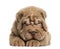 Front view of a Shar Pei puppy lying down, tired