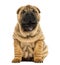 Front view of a Shar pei puppy, open mouth, Yawning