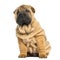 Front view of a Shar pei puppy sitting and looking away