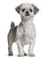 Front view of Shih Tzu, standing