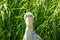 Front view of a Shoebill, also called Abu Markub, Latin Balaeniceps rex