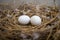 Front view shot showing Two pigeon eggs laying in a nest made up of dried straws