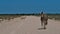 Front view of single striped plains zebra blocking the road with springbok antelopes, Etosha National Park, Namibia.