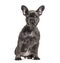 Front view of a sitting grey French bulldog, isolated