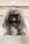 Front view of a sitting scared and sad pekingese dog