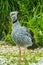 Front view of the southern or crested screamer