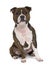 Front view of Staffordshire bull terrier sitting