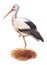 front view, stork flaying in stork\\\'s nest, in front of isolated white