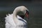 Front view of swimming mute swan Cygnus olor