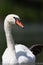 Front view of swimming mute swan Cygnus olor