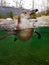 Front view of swimming Pinguin under water