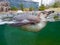 Front view of swimming Pinguin under water