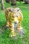 Front view tiger statue
