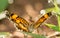 Front view of a tiny Gorgone Checkerspot butterfly resting on a blade of grass