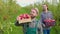 Front view tracking shot 2 young farmer agronomists walk apple field carry crates apples smiling.