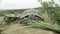 Front view of a turtle chewing grass