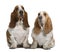 Front view of Two Basset Hounds, sitting