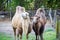 Front view of two camouflaged animals, also known as Two-Tailed or Bactrian Camel