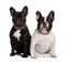 Front view of Two French Bulldogs, sitting