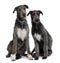 Front view of Two Irish Wolfhounds sitting
