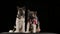 Front view of two seated American Akitas in the studio against a black background in slow motion. A large dog with a