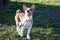 Front view of a two tone basenji puppy standing on a grass area with head up in meppen emsland germany