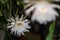 Front view of a two white blossom of the queen of the night Cactus plant, night blooming, with charming, bewitchingly fragrant