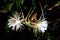 Front view of a two white blossom of the queen of the night Epiphyllum oxypetalum Cactus plant, night blooming, with charming,