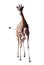 Front view of walking giraffe. Isolated over white