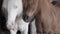 Front view of white albino and chestnut pony in a stable looking at camera.