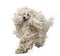 Front view of White Corded standard Poodle running