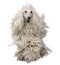 Front view of White Corded standard Poodle walking